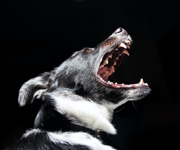 Black and white dog showing his teeth after bite